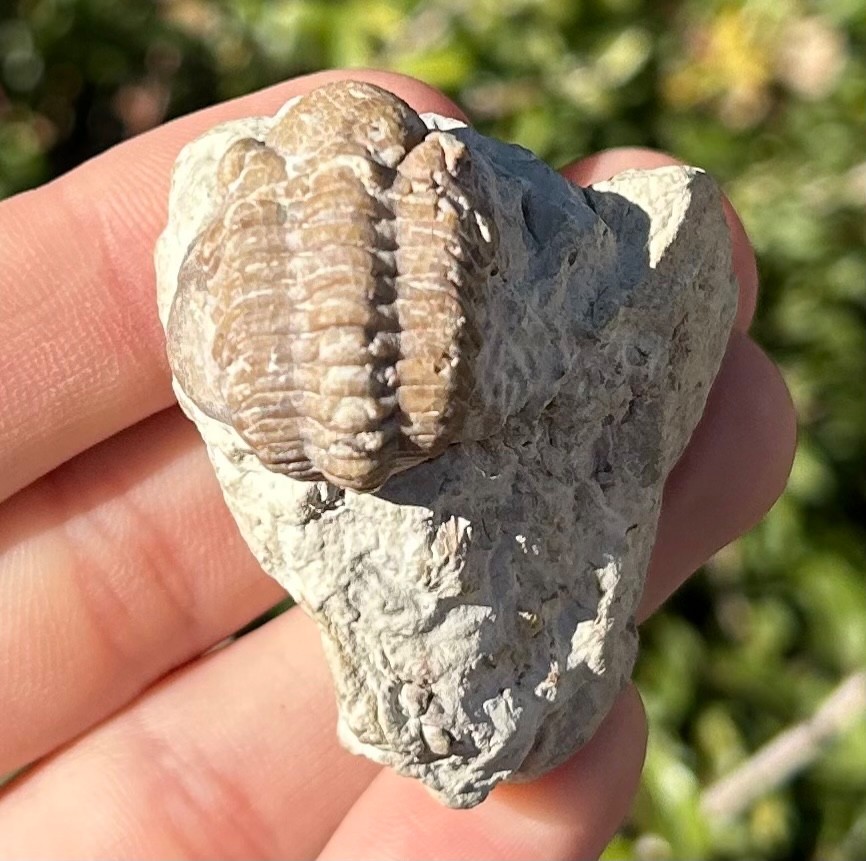 Oklahoma Fossil Trilobite Kainops invius Devonian Bug in Matrix