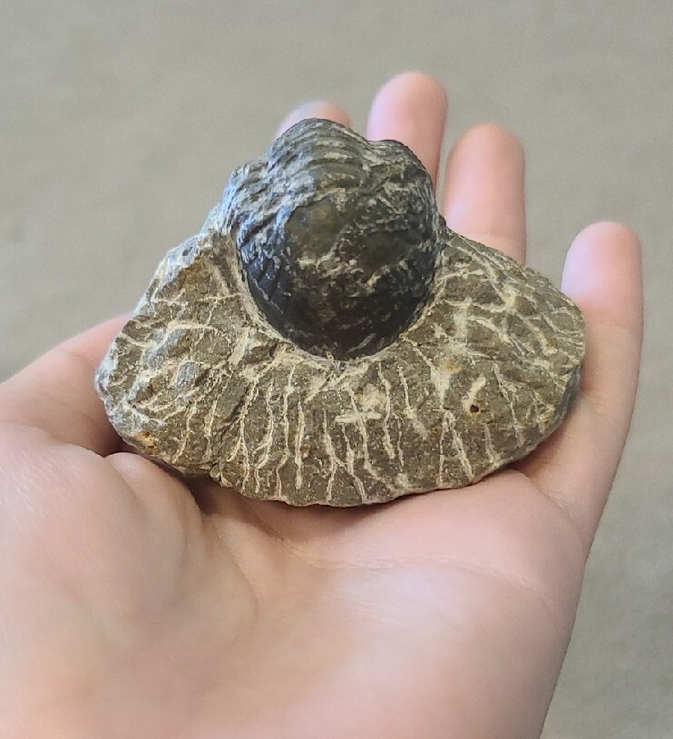 DEVONIAN TRILOBITE SPECIMEN IN MATRIX MORROCO 400 MYO