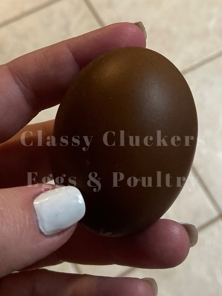 Chocolate Toned Hatching Eggs