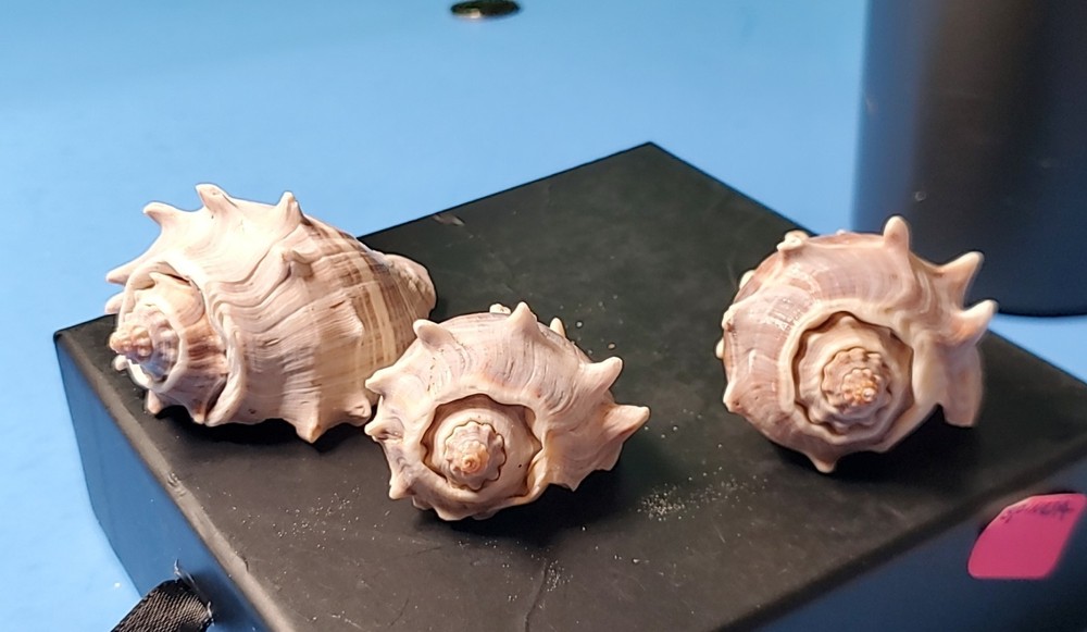 3-MELONGQUA BISPINOSA SEA SHELLS.