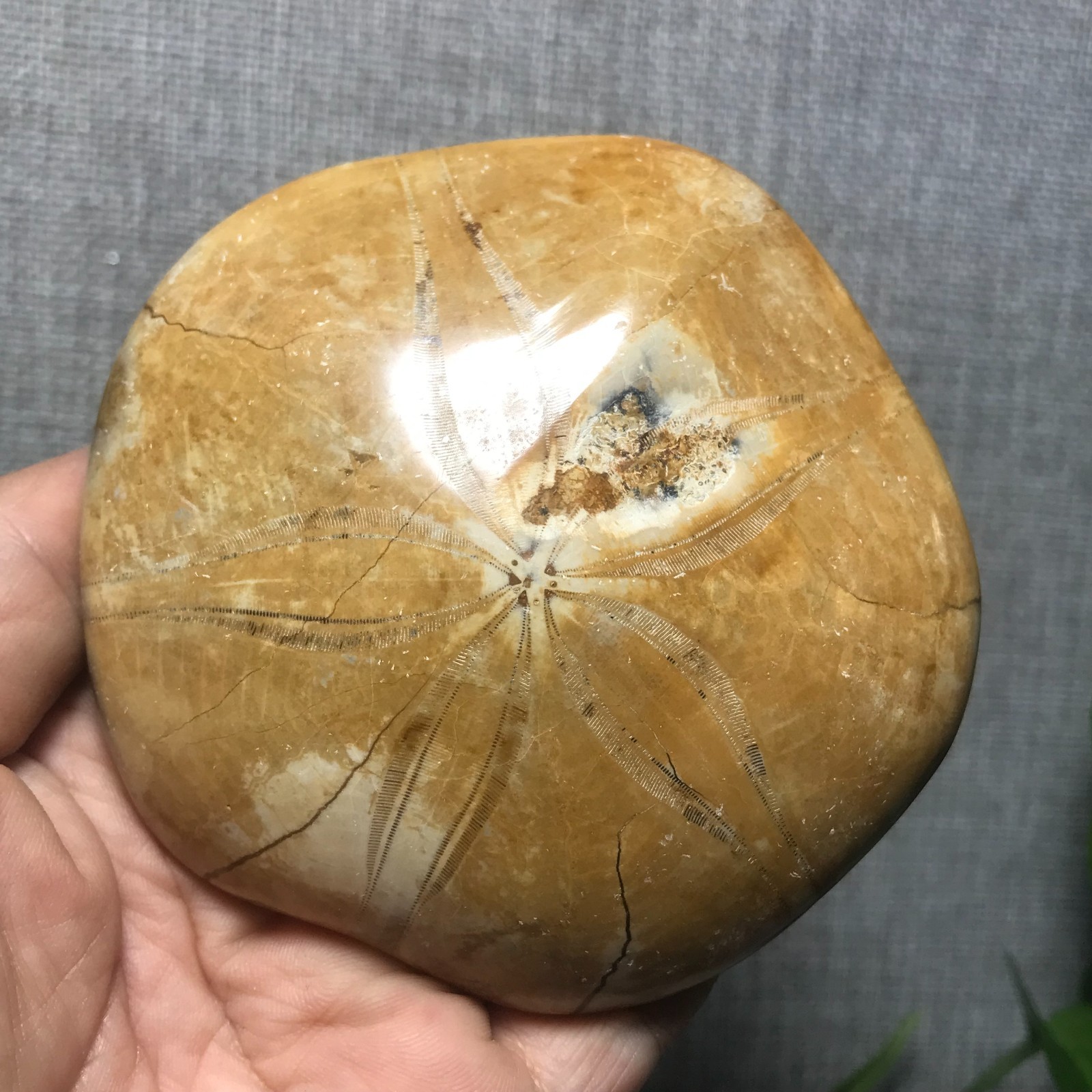 200g Starfish Crystal Specimen 13