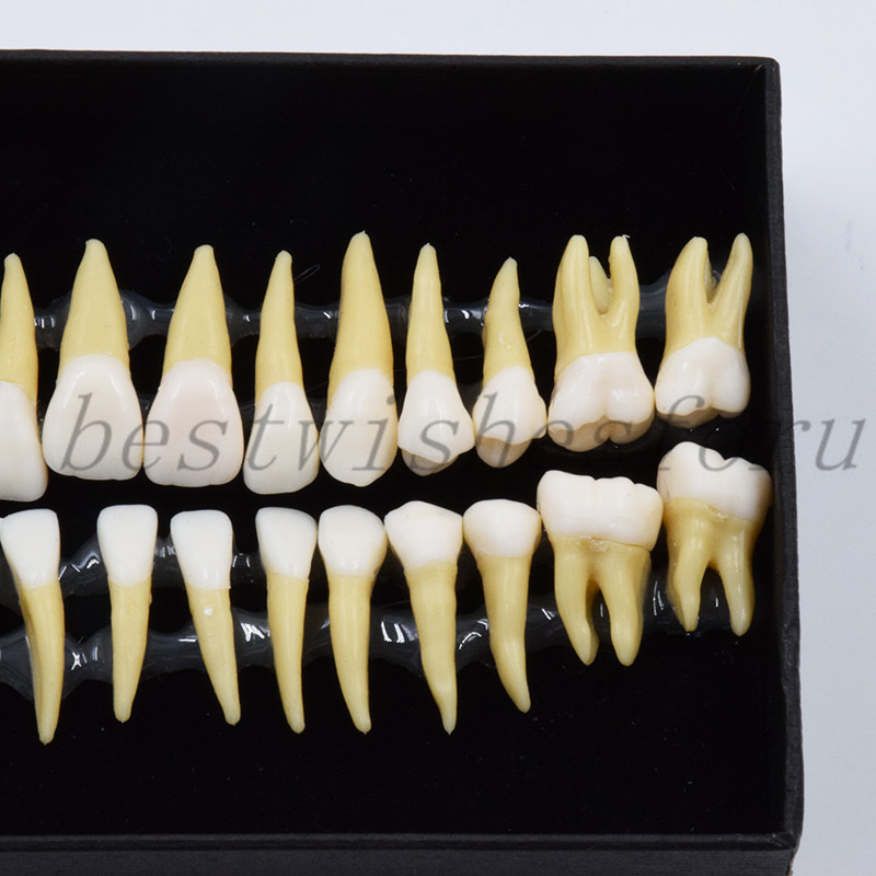 Dental 1:1 Permanent Teeth Demonstration Teach Study Model Tooth 7008