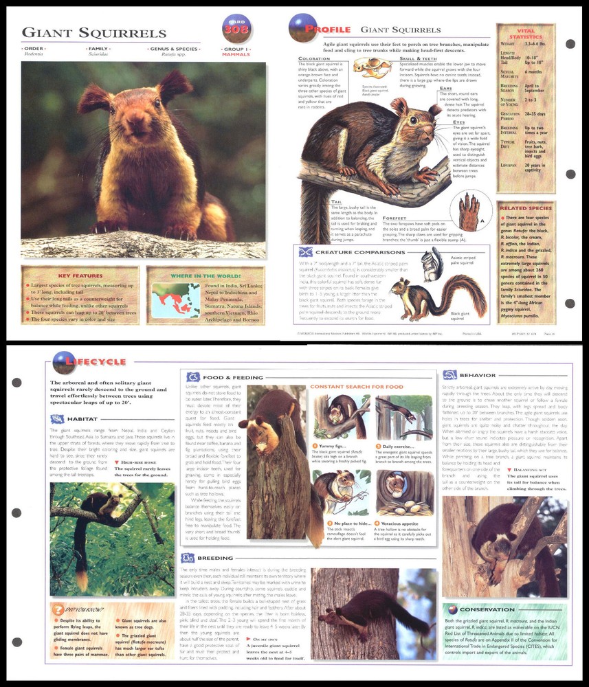 Fold-Out Sheet - Giant Squirrels - 308