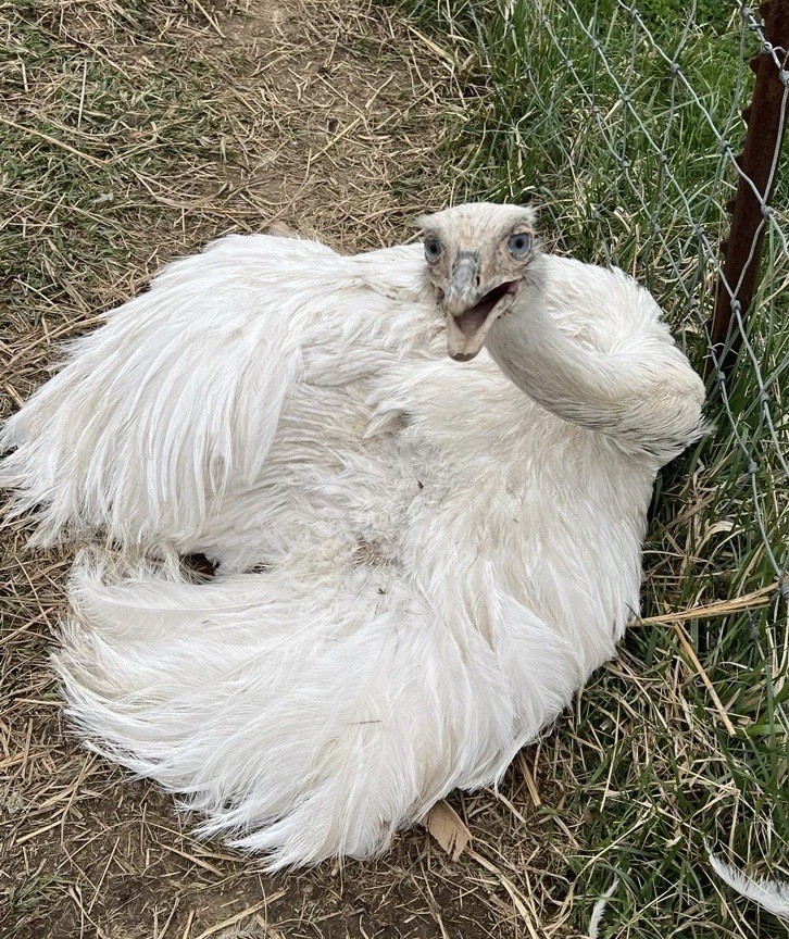 *2* White Rhea Hatching Egg’s LAYING NOW 🥚✅