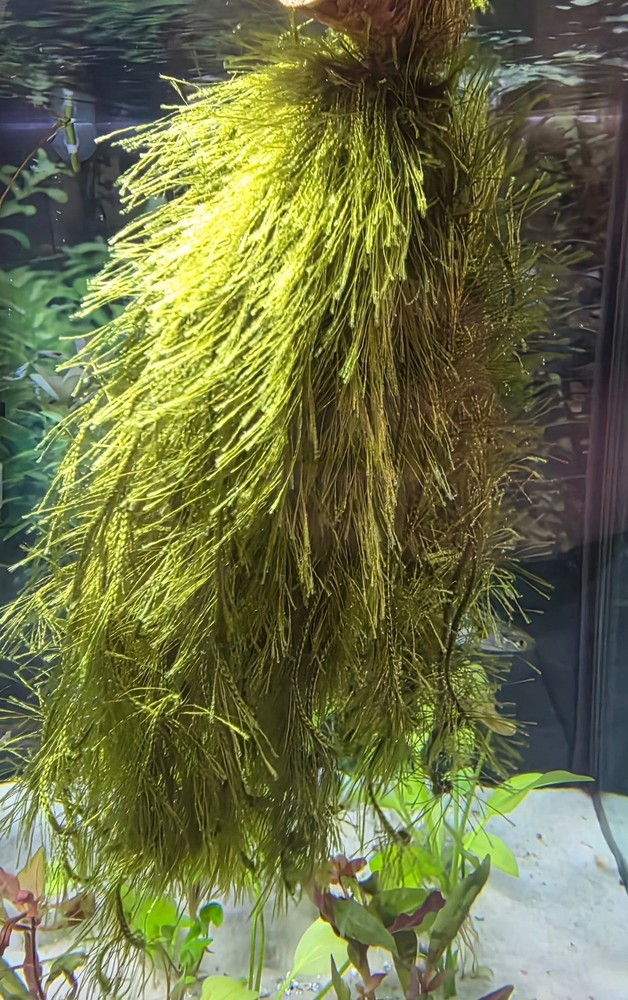 🐠 Premium Aquarium Breeding Mop – Handmade Floating Spawning Mop