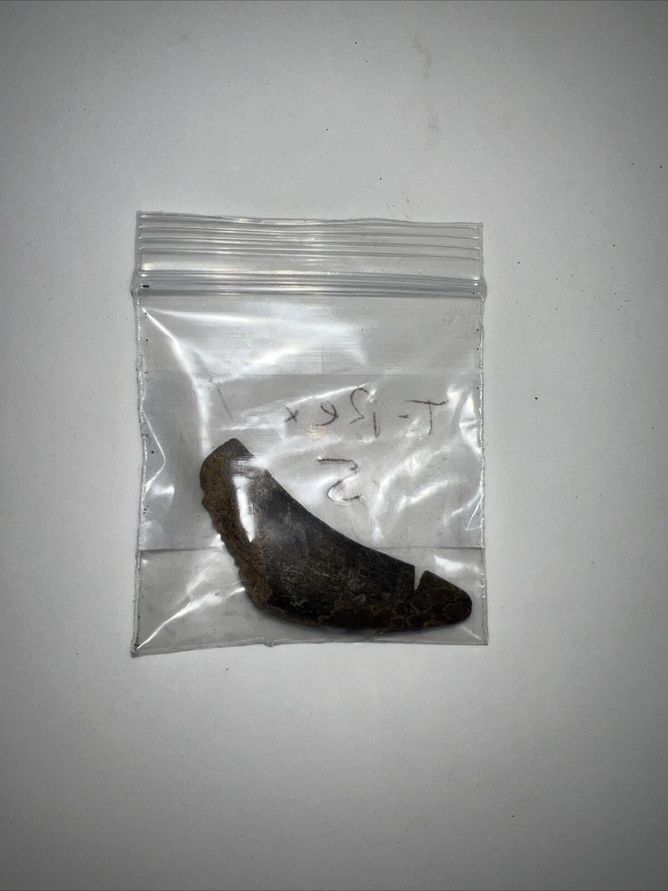 T-rex tooth