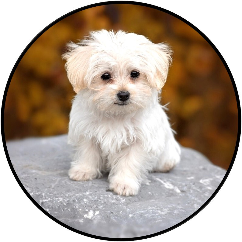 30 Custom Cute White Maltese Personalized Address Labels