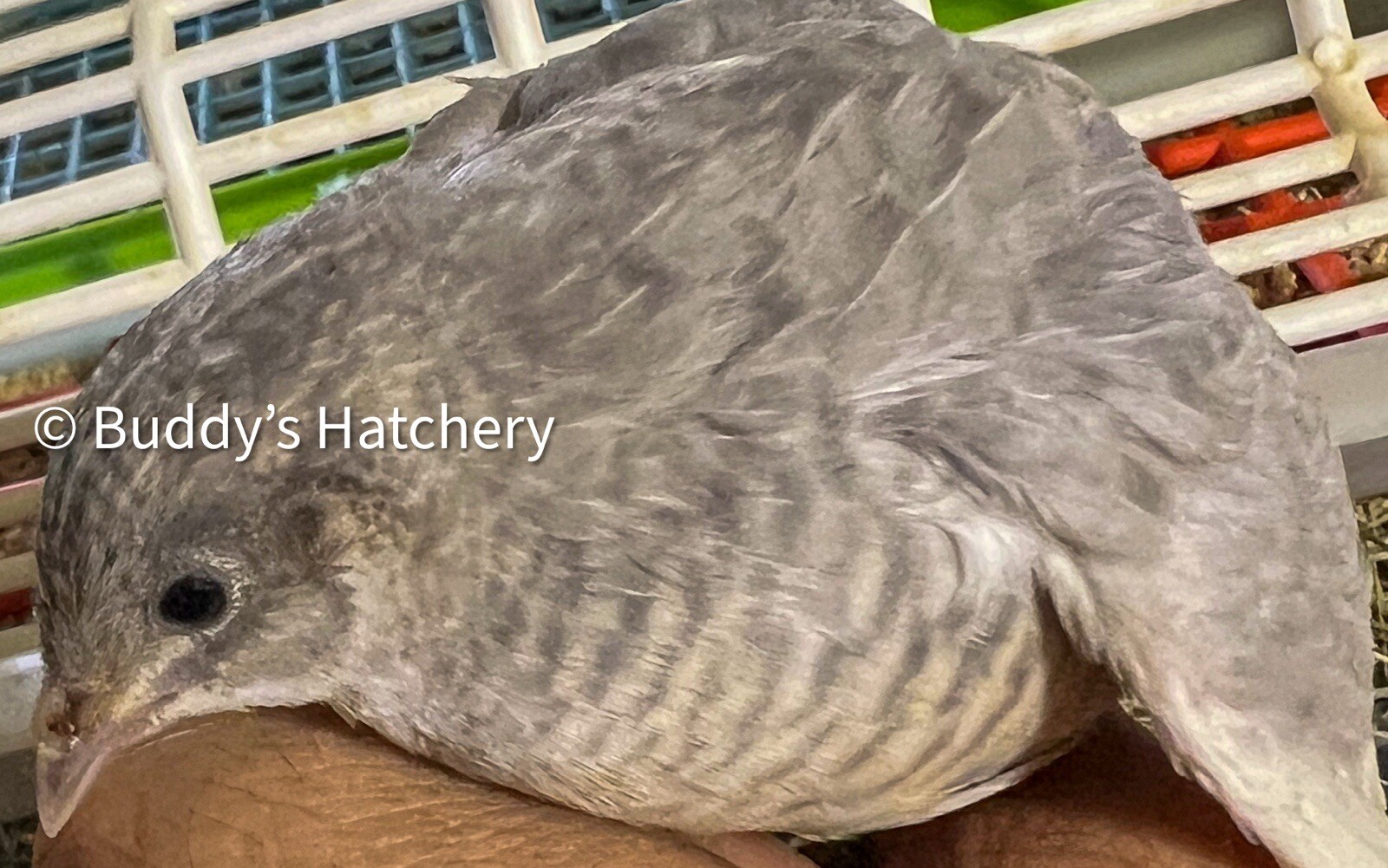 24 Button Quail Fertile Hatching Eggs Quail