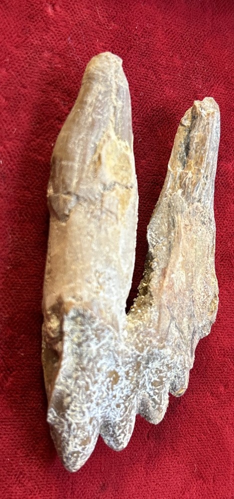 2 5/8” Basilosaurus Tooth 40-34 Mil Yrs Old Late Eocene