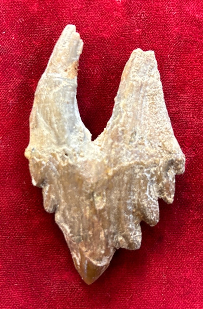 2 5/8” Basilosaurus Tooth 40-34 Mil Yrs Old Late Eocene