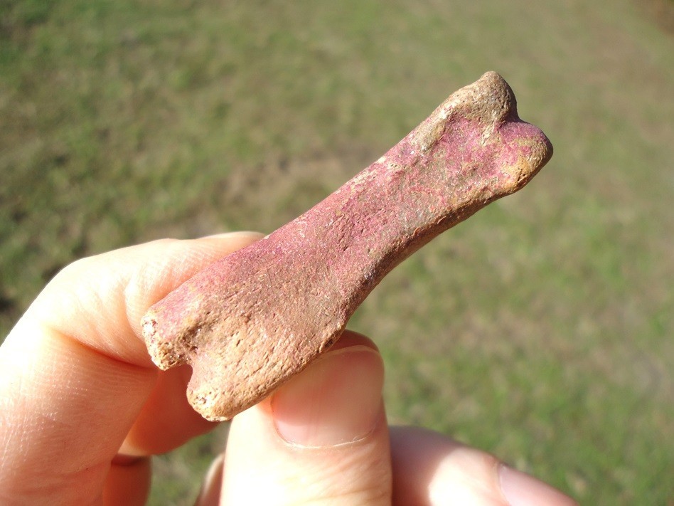 PINK ALGAE STAINED DEER PHALANX TOE BONE ICE AGE EXTINCT BONES TOOTH SKELETON @