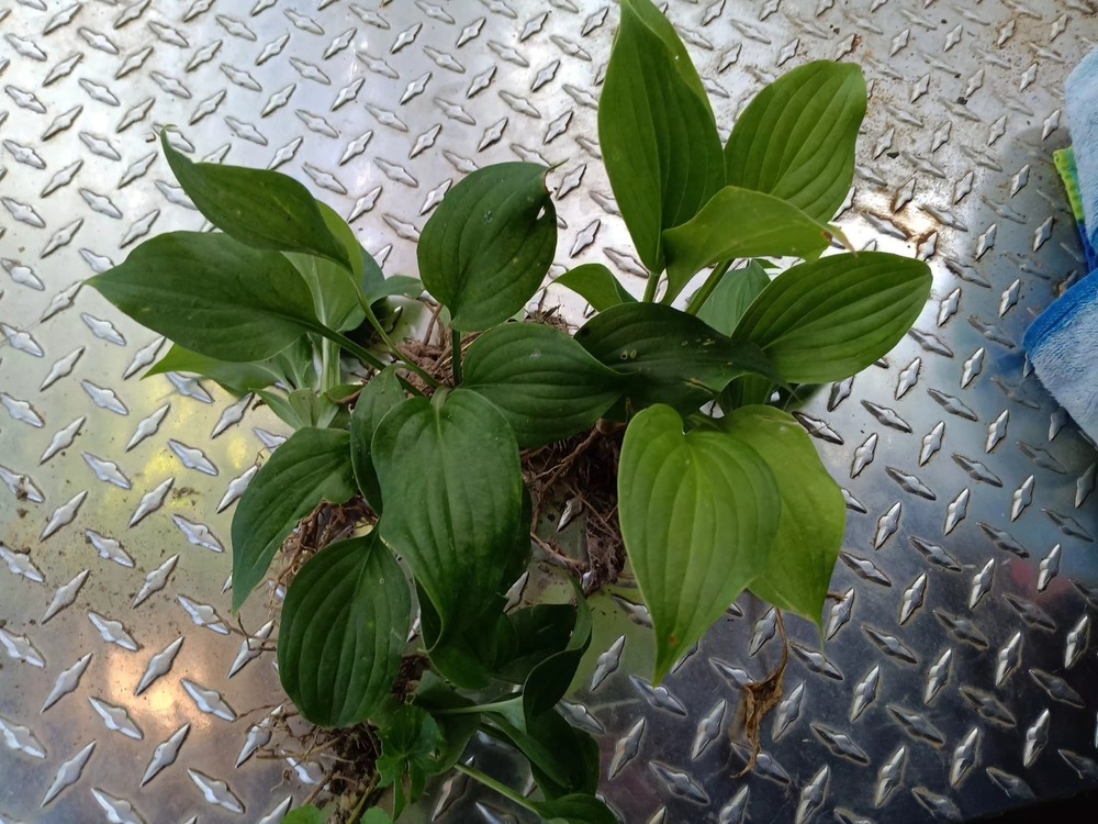 5 Live Hosta Plants (Sieboldiana Elegans) Solid Green Healthy Rooted Shade Lover