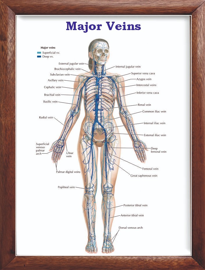 Major Veins Chart 12x18 inches