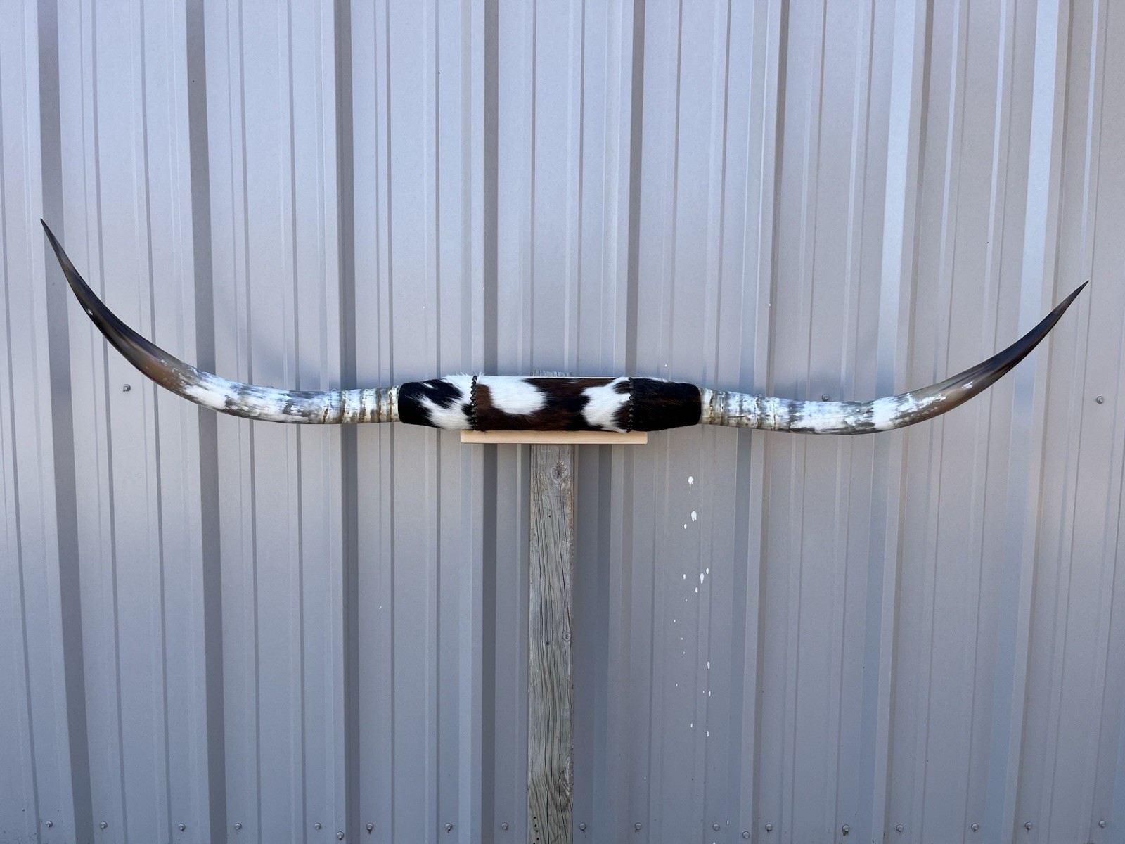 MOUNTED STEER HORNS 6 feet wide LONGHORN POLISHED MOUNT BULL COW