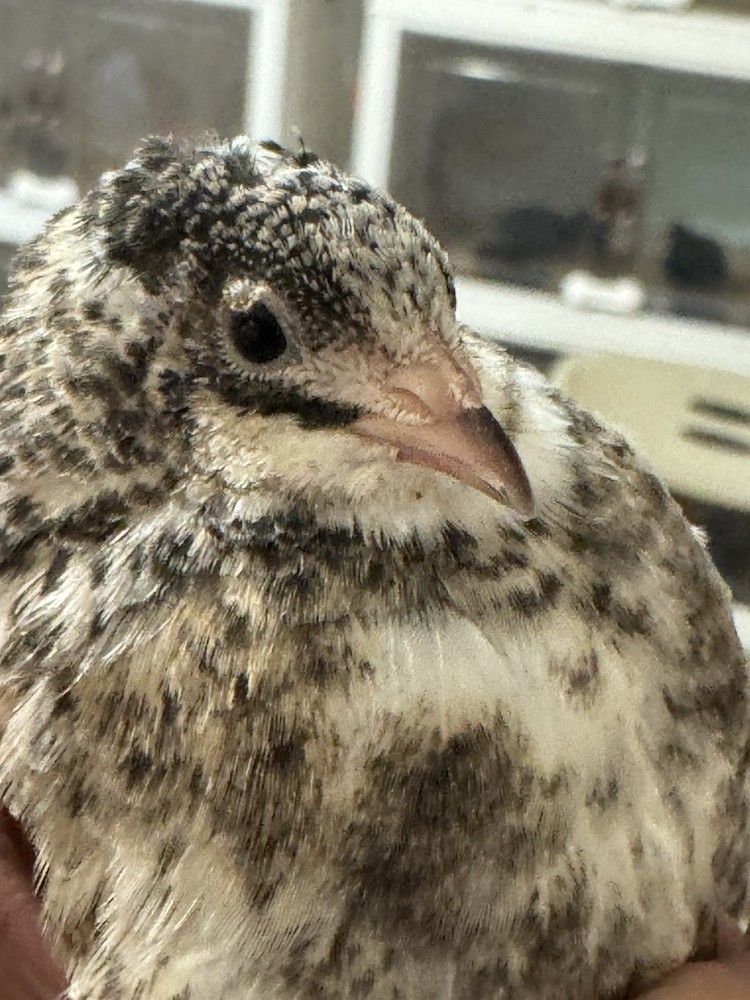 40+ Button Quail Hatching Eggs Multiple Colors