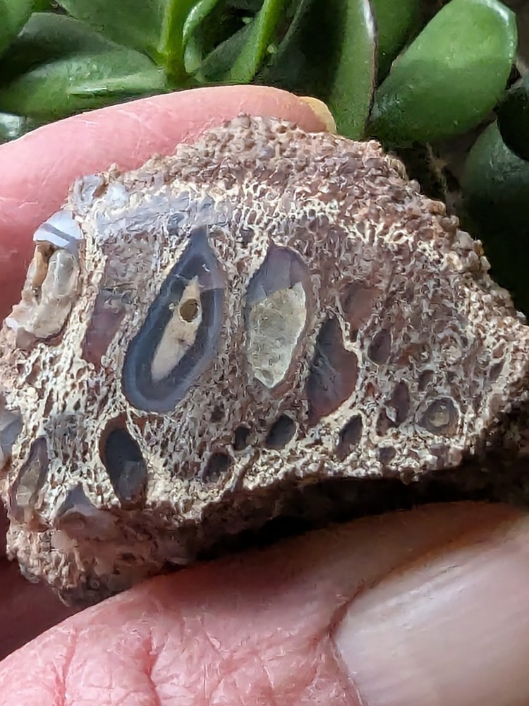 UV -Dinosaur Bone From * Polished * 2.3 oz.