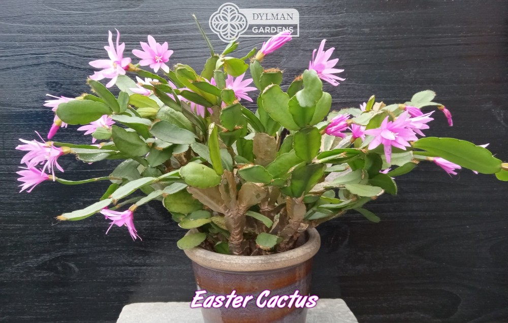 Easter Cactus (Rhipsalidopsis x graeseri) Whitsun Cactus - Multiple Sizes
