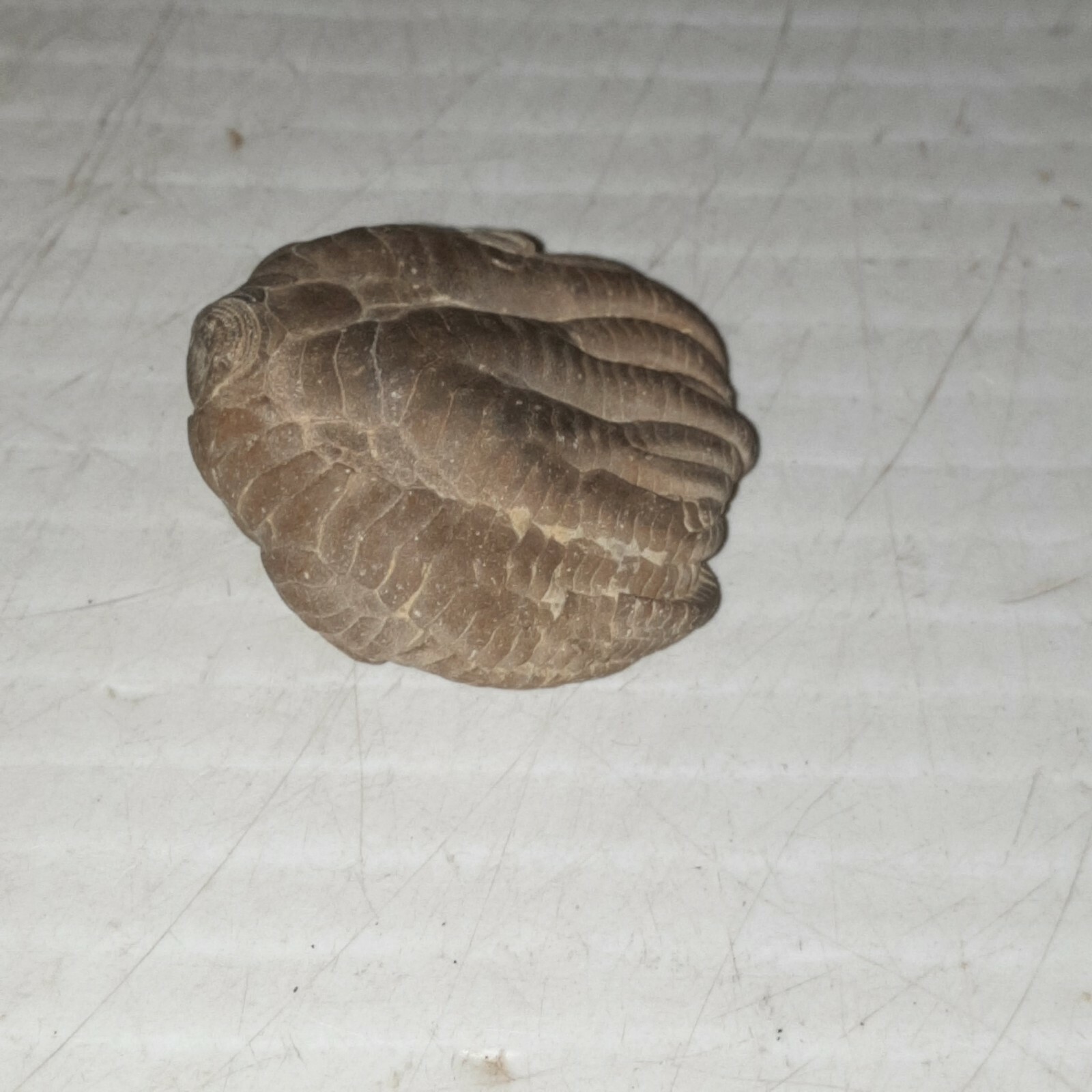 Crinoid Sarocrinus Mississippian Fossil Lake Monroe, Indiana