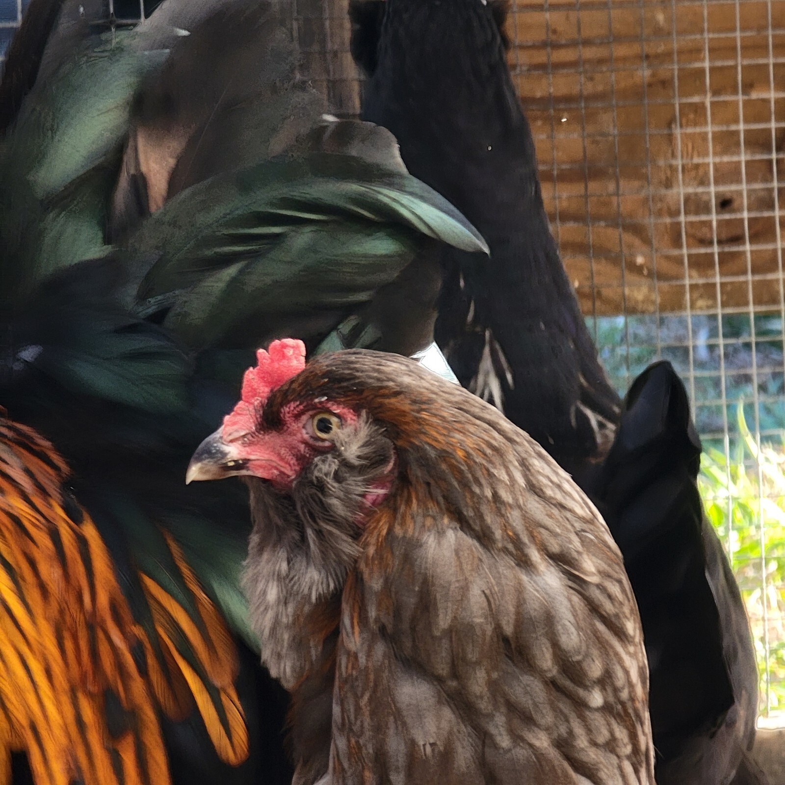 5+ F2 - F4 Olive Egger Hatching Eggs | Fast Free Shipping | TN NPIP CERTIFIED