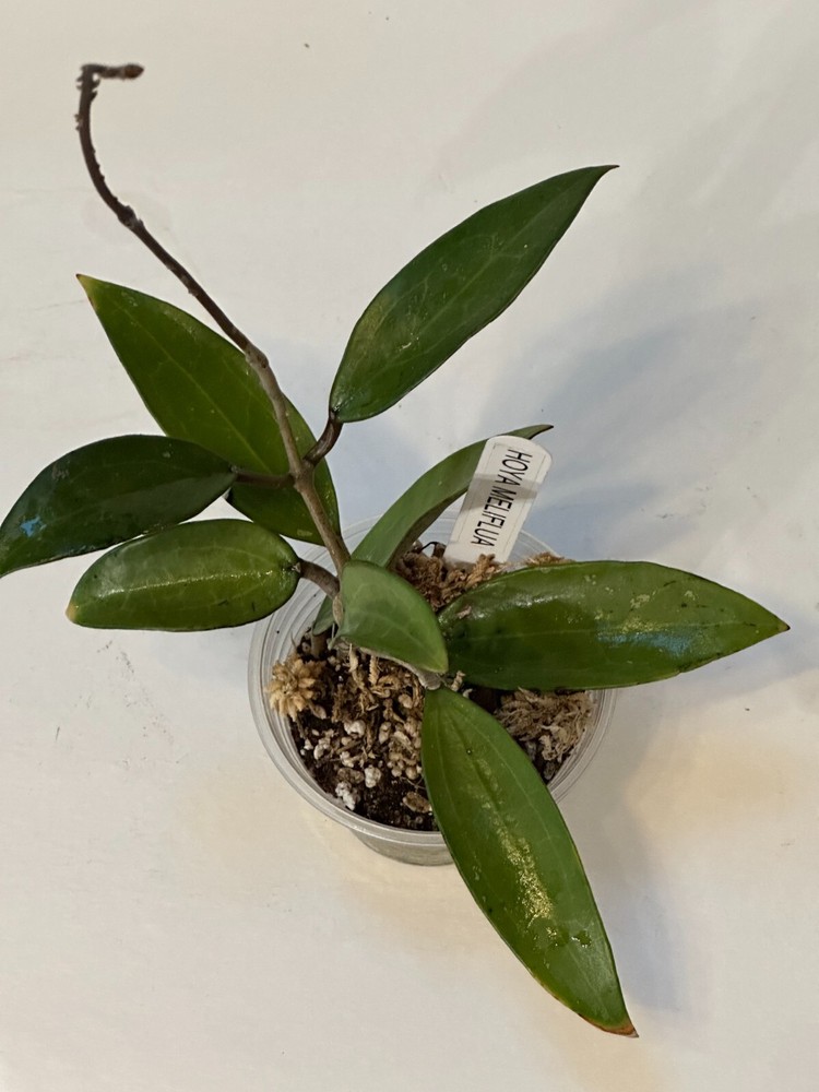 Unique Hoya Meliflua plant 4" #111