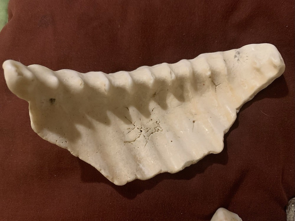 Lot Of 16 Fossilized Shells
