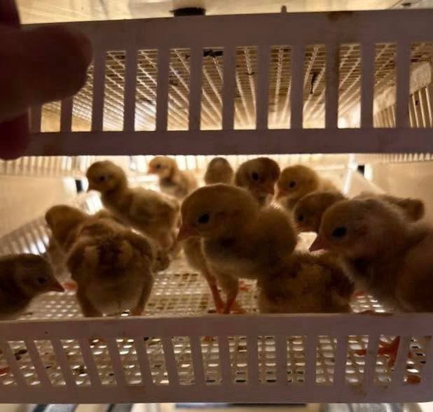 12 Standard White Cornish Hatching Eggs