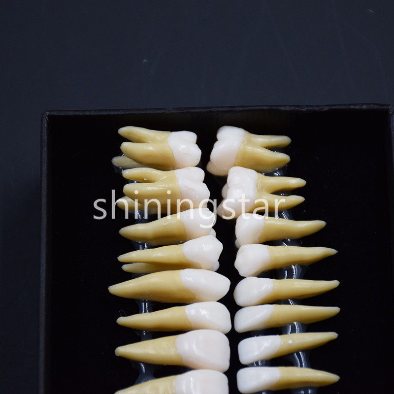 Full Upper Lower Tooth 1:1 Permanent Teeth Demonstration Teach Study Model 7008