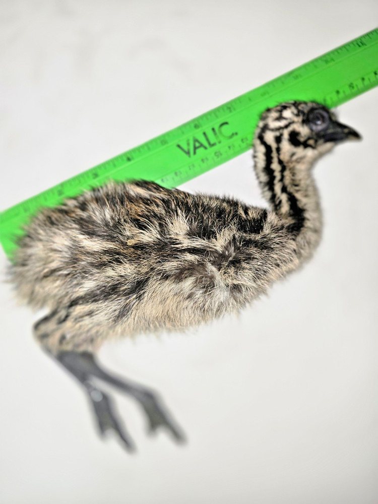 EMU Chick, entire body, fresh