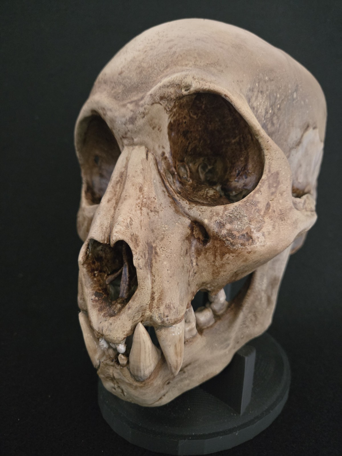 Bigfoot Skull Realistic "Large"