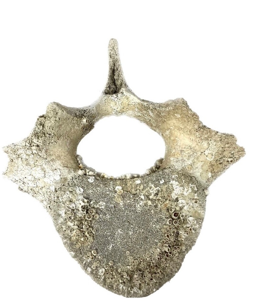 Fossilized Whale Vertebrae #15