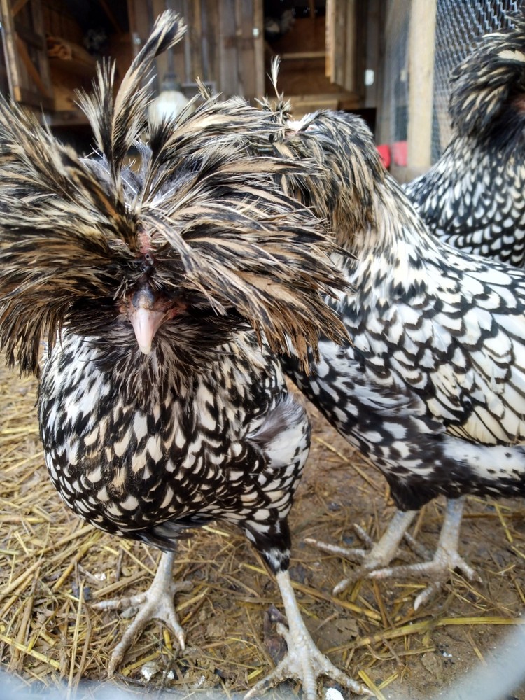 Hatching Eggs Polish Silver Laced 5+
