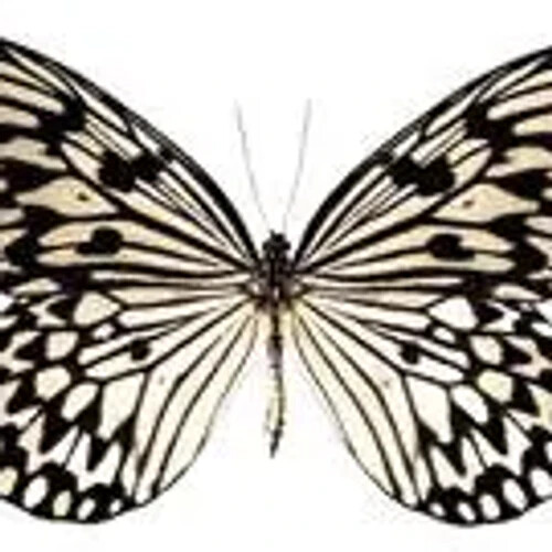 Unmounted idea leuconoe