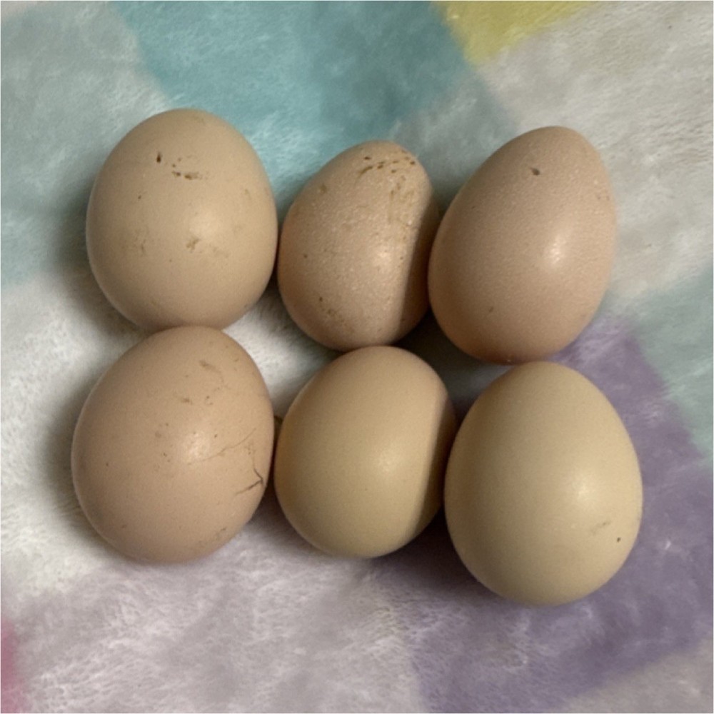 Half Dozen Indio Gigante Hatching Eggs