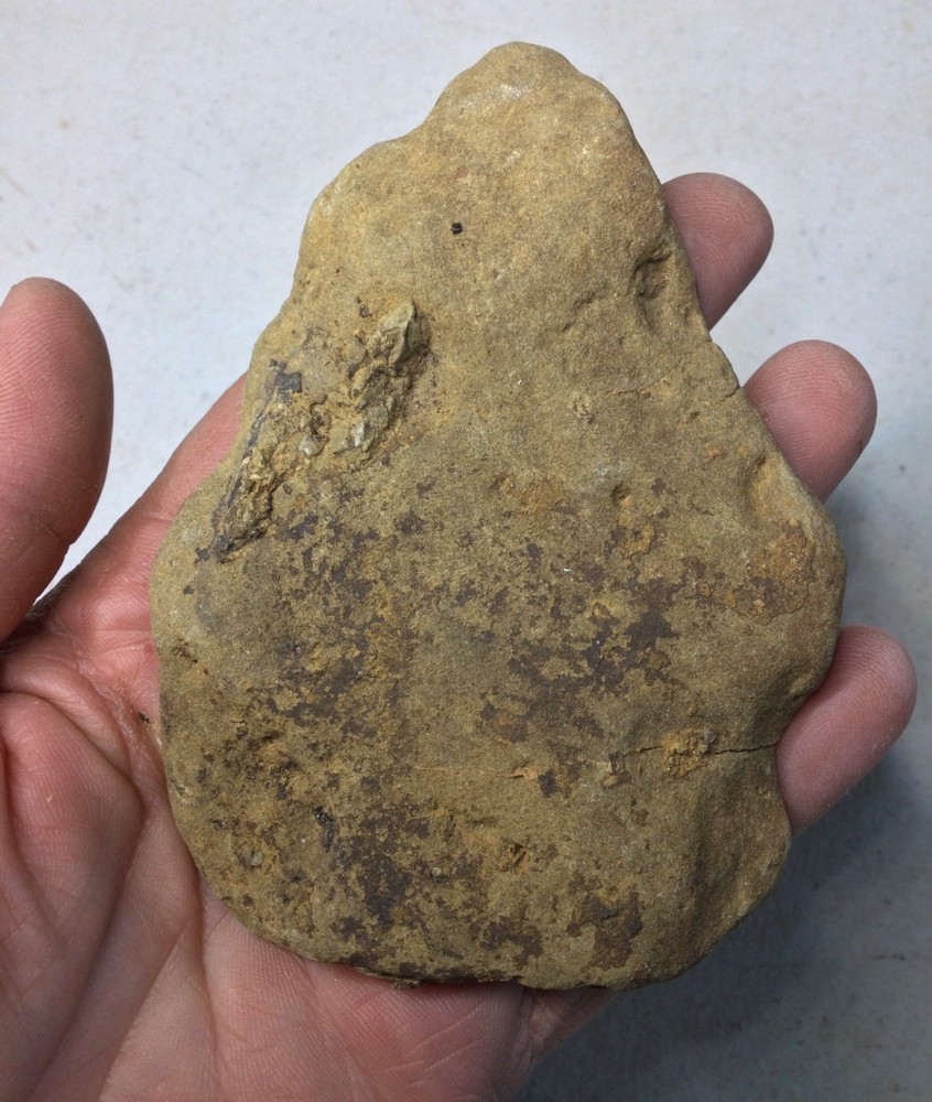 Ankylosaurus ARMOR PLATE