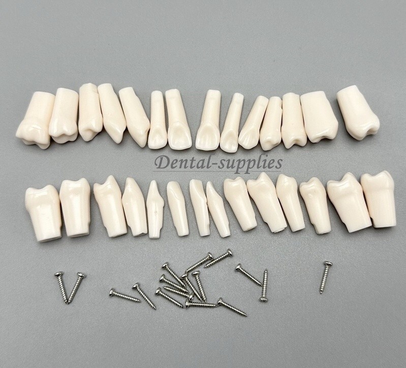 Dental Study Teeth Models Technician Practice Preparation Removable Tooth Nissin