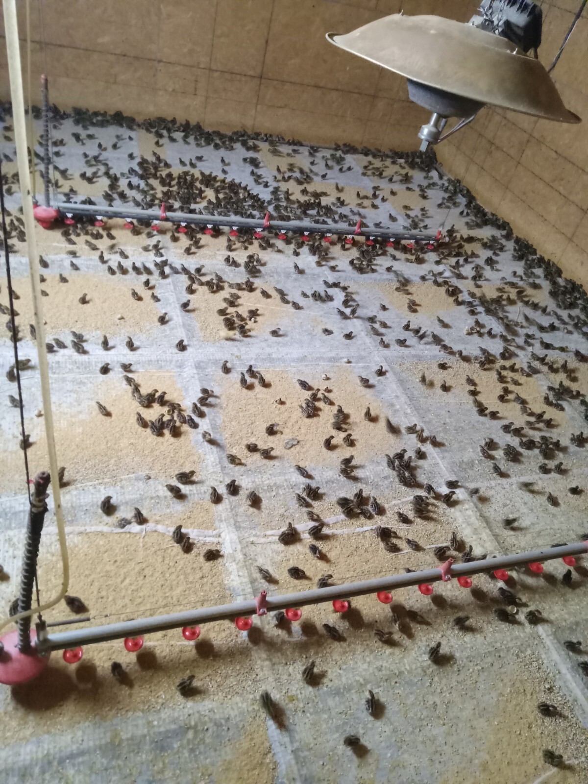 33+ KINGsBROWN XL. JUMBO brown coturnix quail hatching eggs,