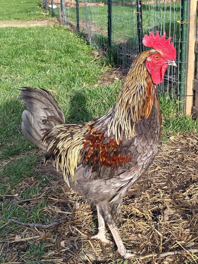 12 Barnyard mix hatching chicken eggs