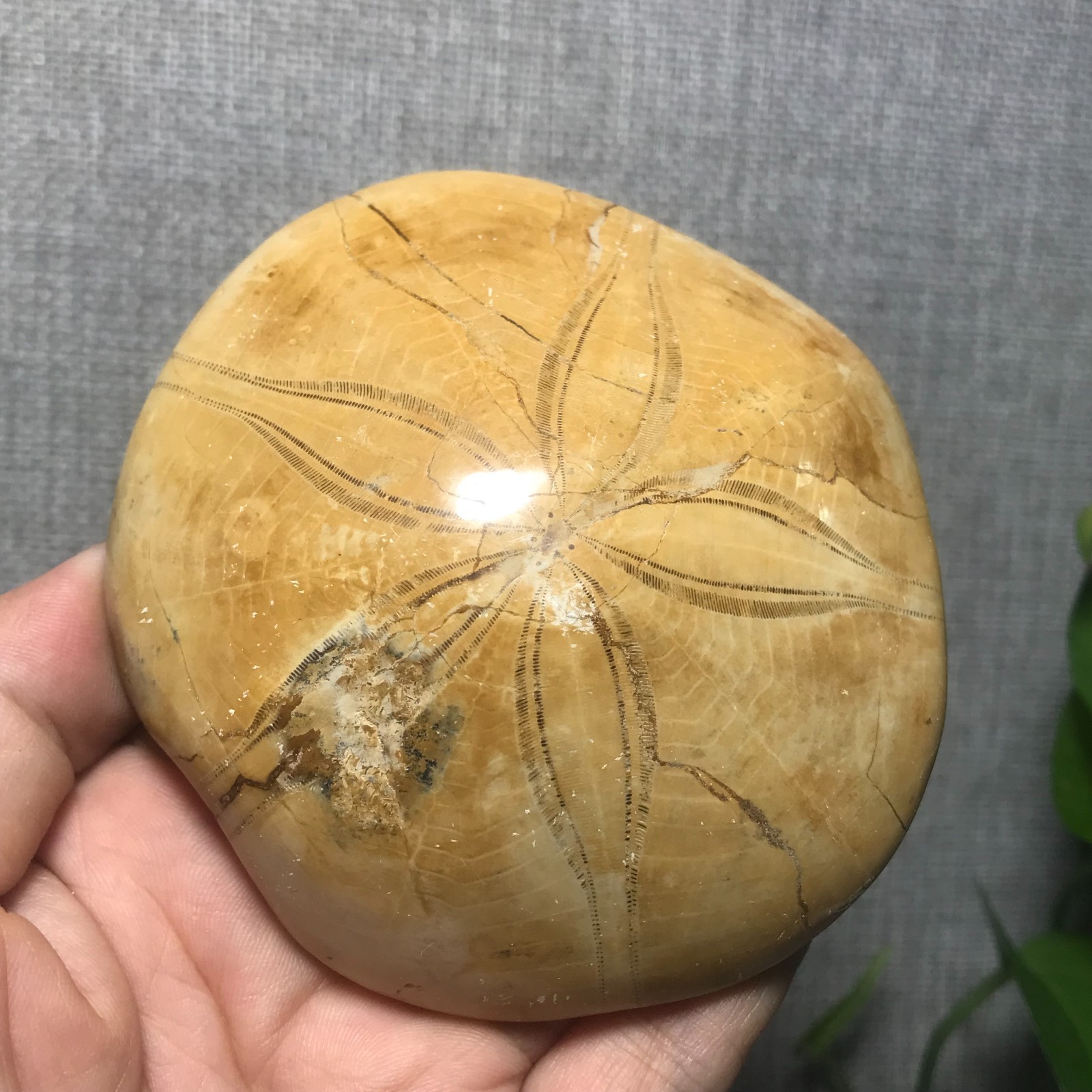 226g Starfish Crystal Specimen 01