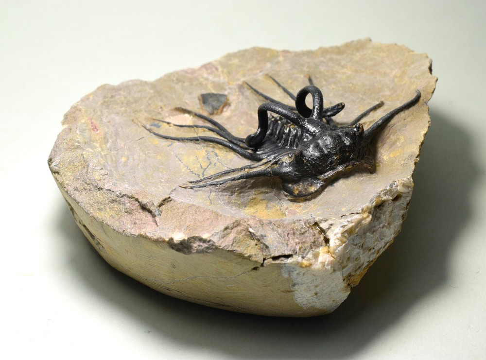Beautiful spiny trilobite – Dicranurus monstrosus