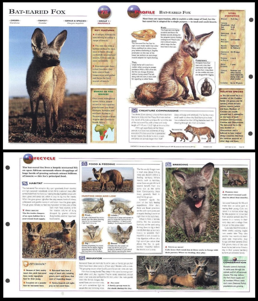 Fold-Out Sheet - Bat-Eared Fox - 78