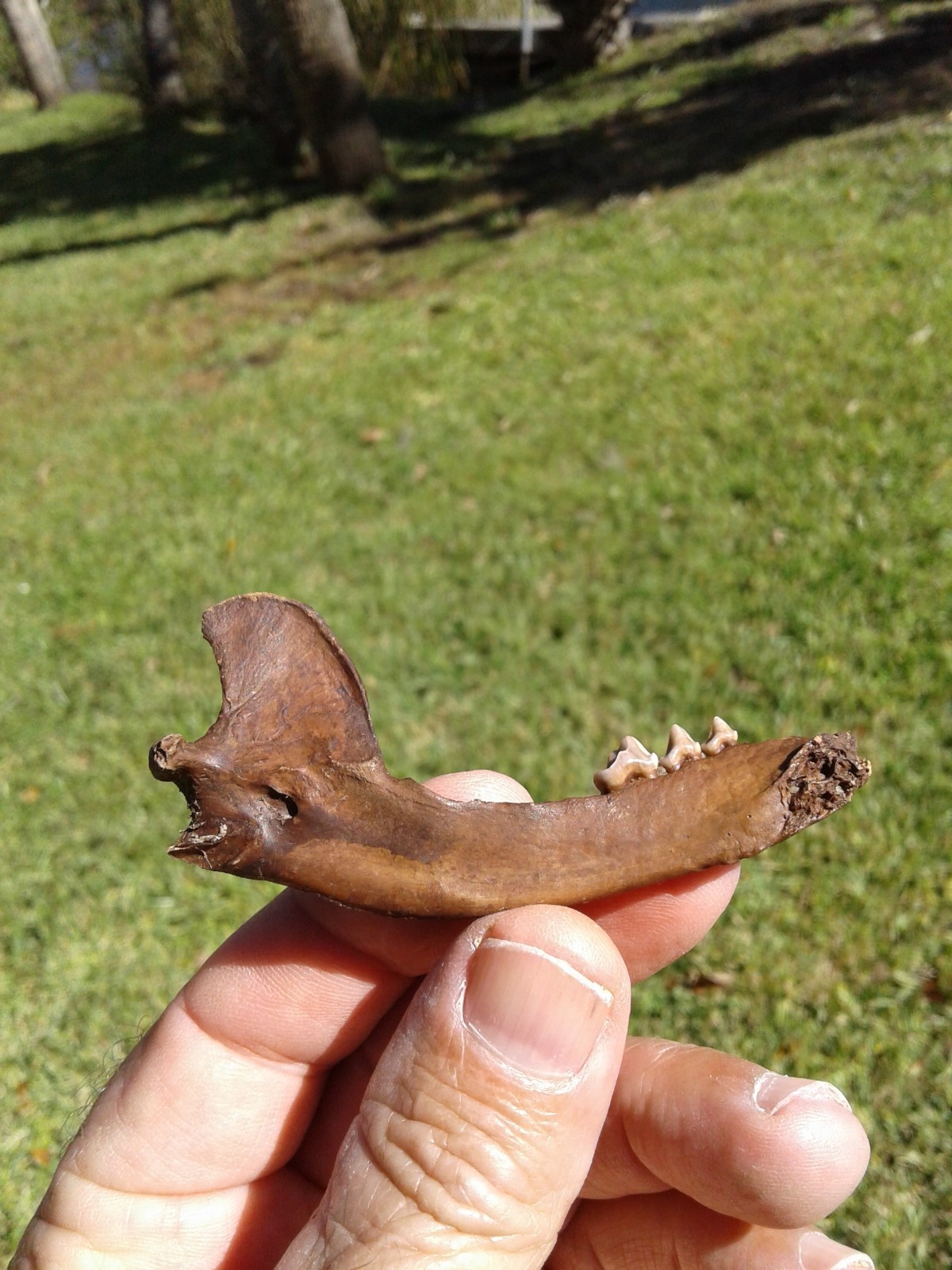 Bargain 3 Jaws Raccoon And River Otter Florida Ice Age Fossil Mammal Teeth