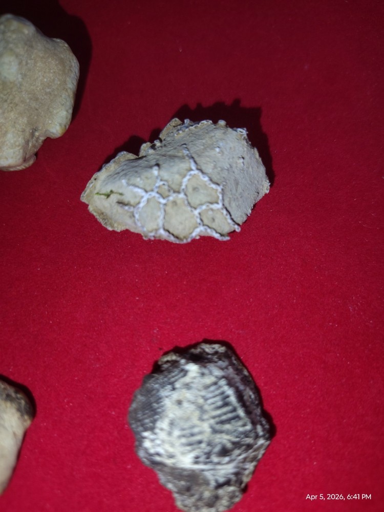 Various Fossils
