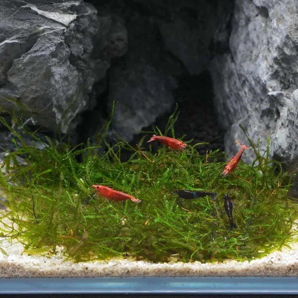 -5 Oz bundle-Java Moss, NO DUCKWEED GUARENTEED