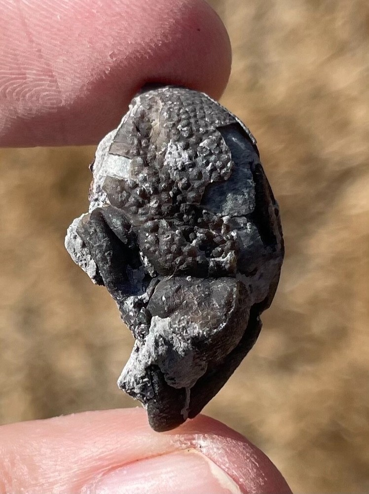 Ohio Fossil Trilobite Eldredgeops rana Devonian Age Bug