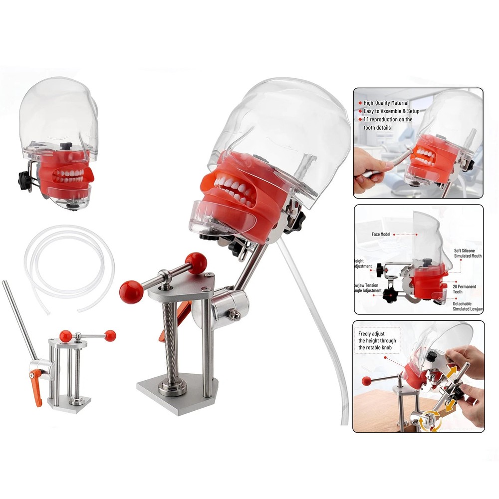 Dental Simulator Mannequin Head Teeth Model Typodont Model &Teeth Mount Pole US