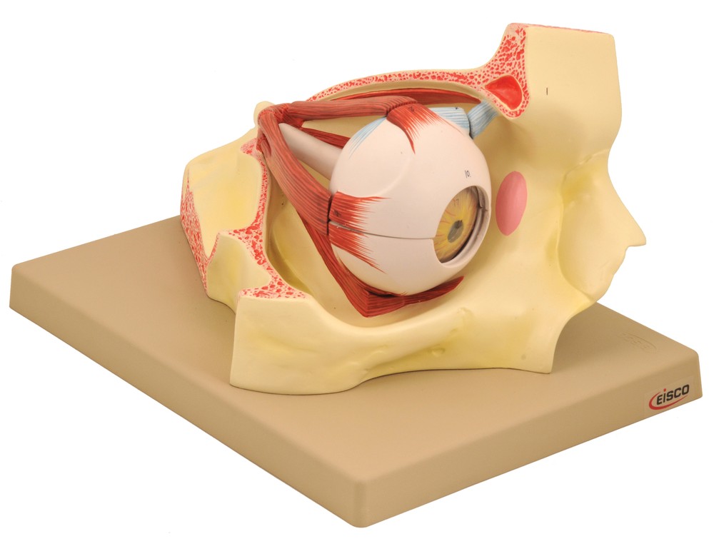 Eisco Labs Human Eye in Bony Orbit Model