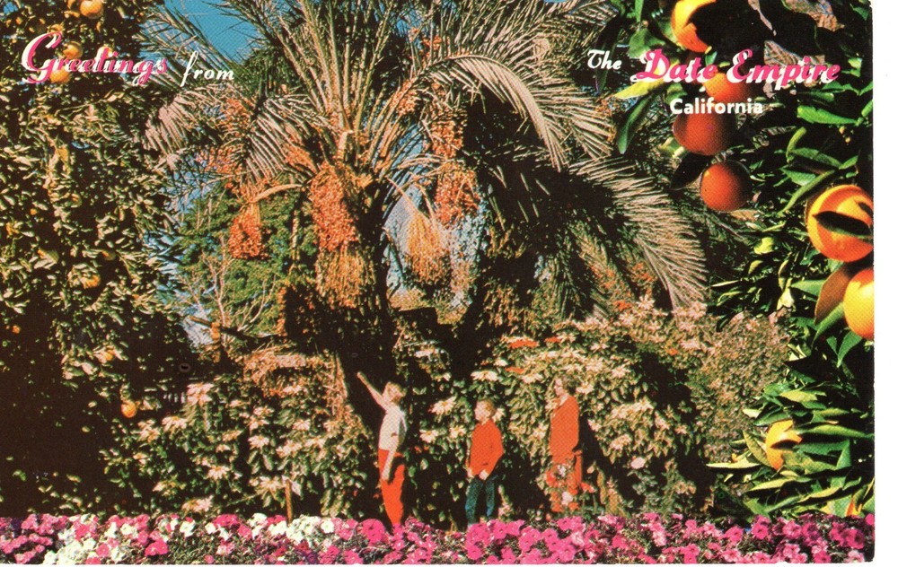 DATE HARVEST, INDIO, CA - PC6232