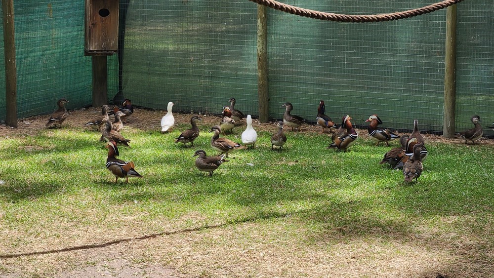 Pre sale Mandarin duck hatching eggs