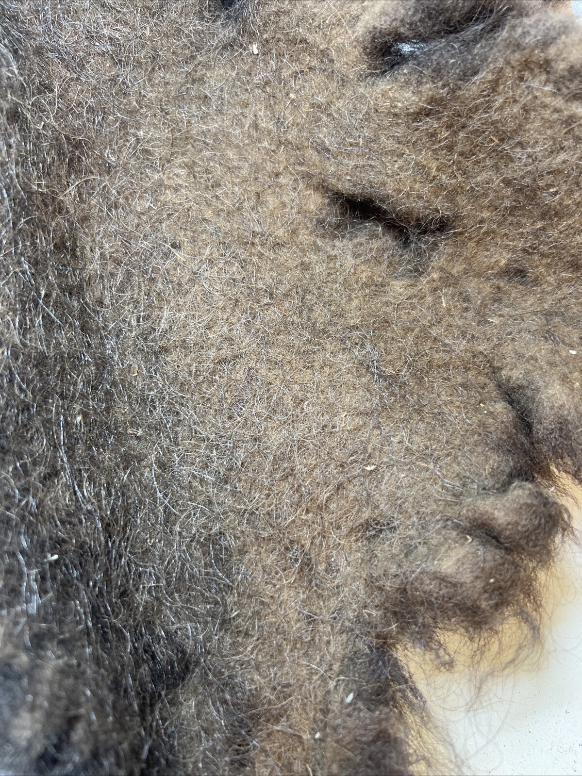 American Bison Buffalo Wool Section 1.6 Ounce