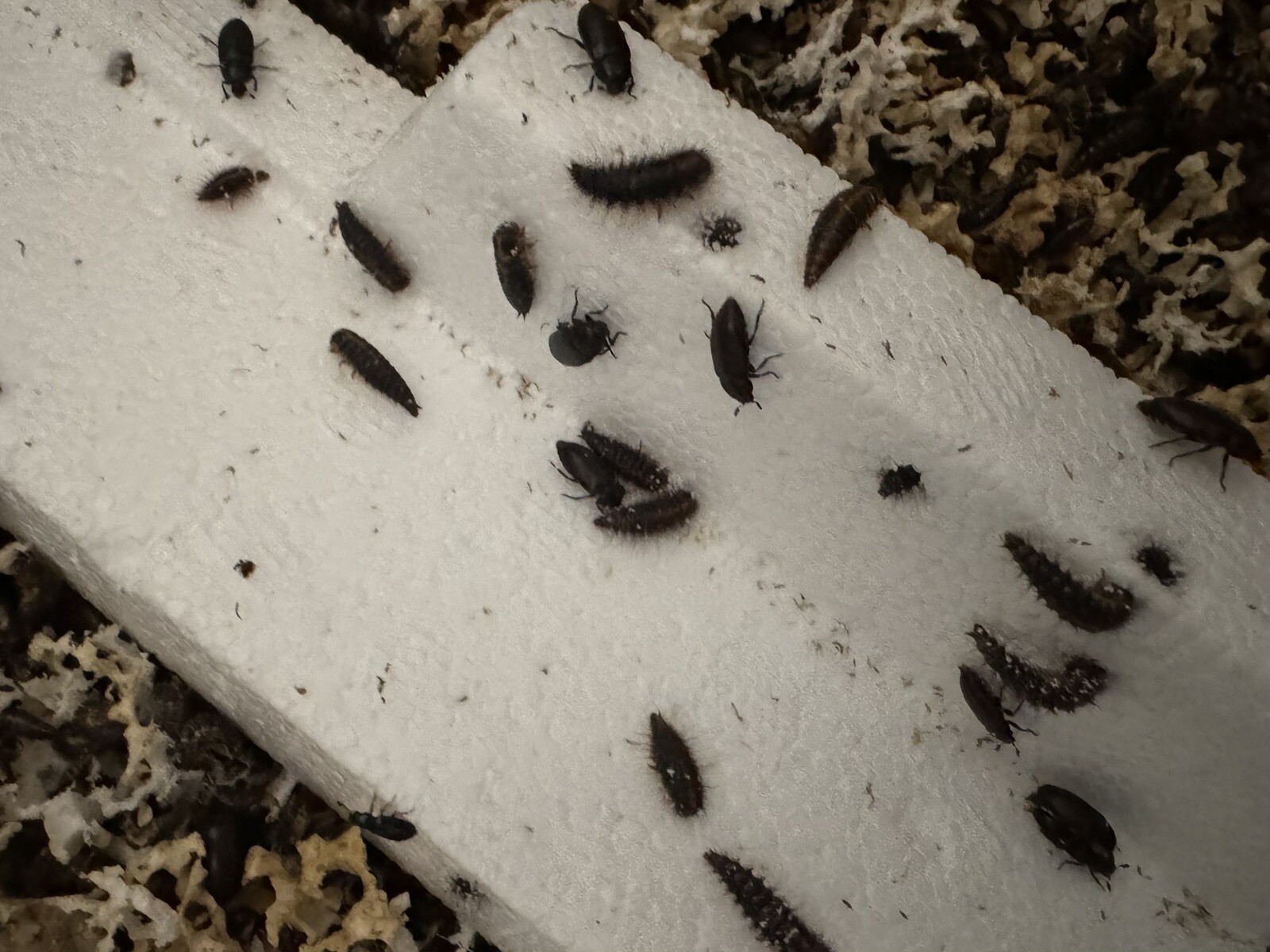 Dermestid Beetles - Taxidermy DIY Euro Mount Skull Cleaner